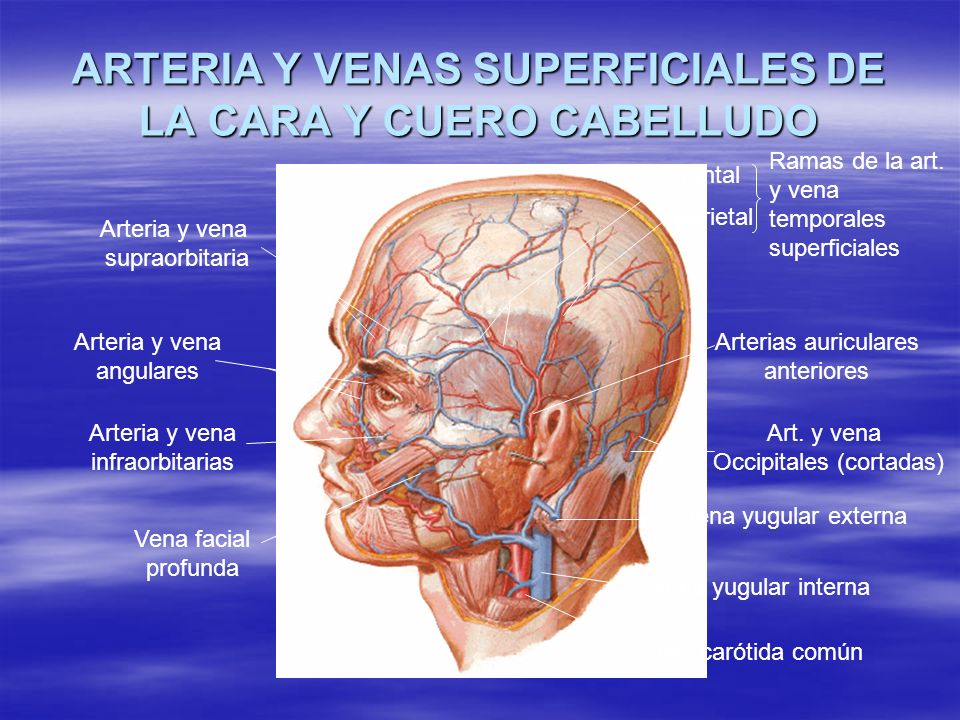 ARTERIA Y VENAS SUPERFICIALES DE LA CARA Y CUERO CABELLUDO