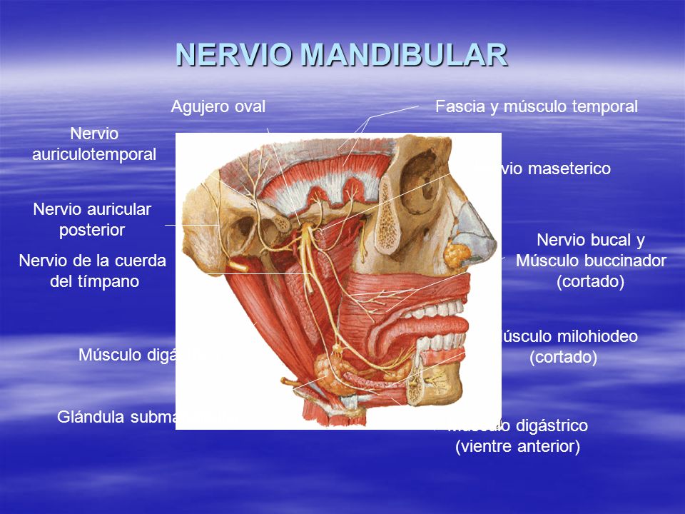 NERVIO MANDIBULAR Agujero oval Fascia y músculo temporal Nervio