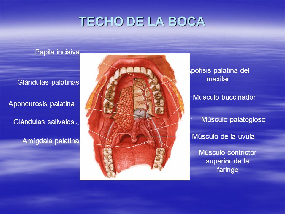 TECHO DE LA BOCA Papila incisiva Apófisis palatina del maxilar