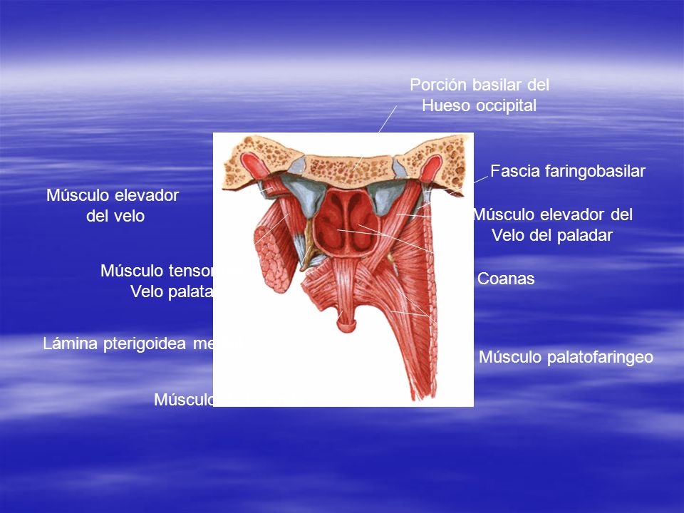 Fascia faringobasilar Músculo elevador del velo Músculo elevador del
