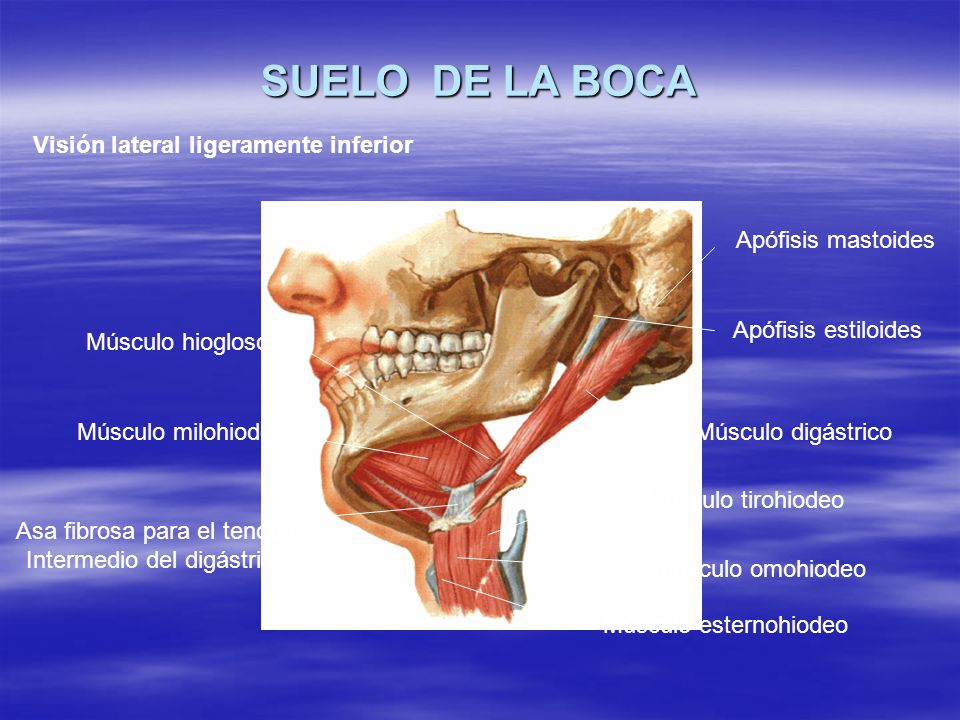 Visión lateral ligeramente inferior