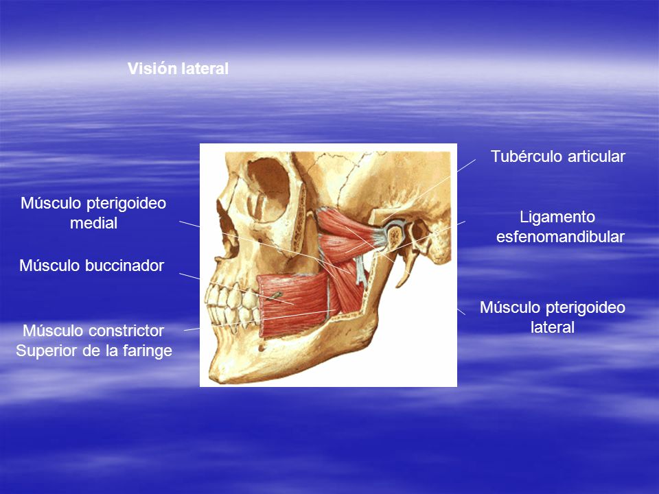 Visión lateral Tubérculo articular. Músculo pterigoideo. medial. Ligamento. esfenomandibular. Músculo buccinador.