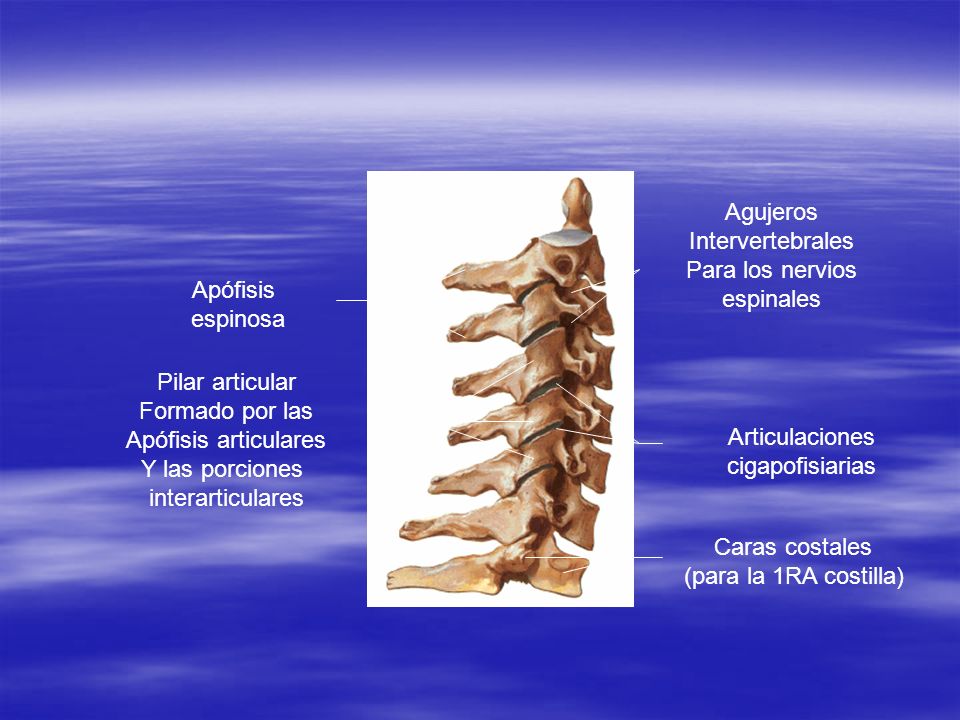 Agujeros Intervertebrales. Para los nervios. espinales. Apófisis. espinosa. Pilar articular. Formado por las.