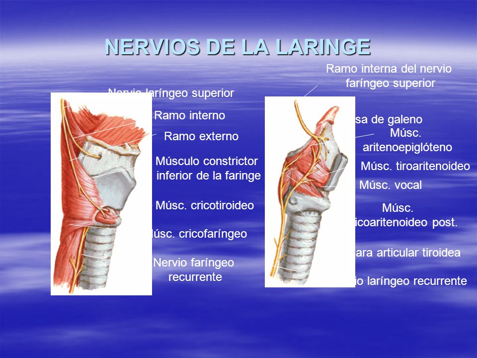 NERVIOS DE LA LARINGE Ramo interna del nervio faríngeo superior