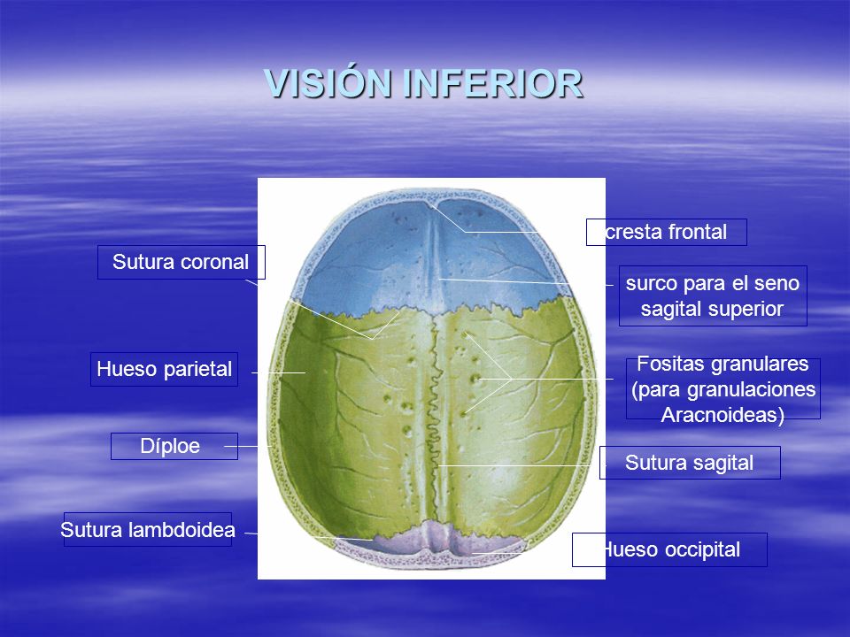 VISIÓN INFERIOR cresta frontal Sutura coronal surco para el seno
