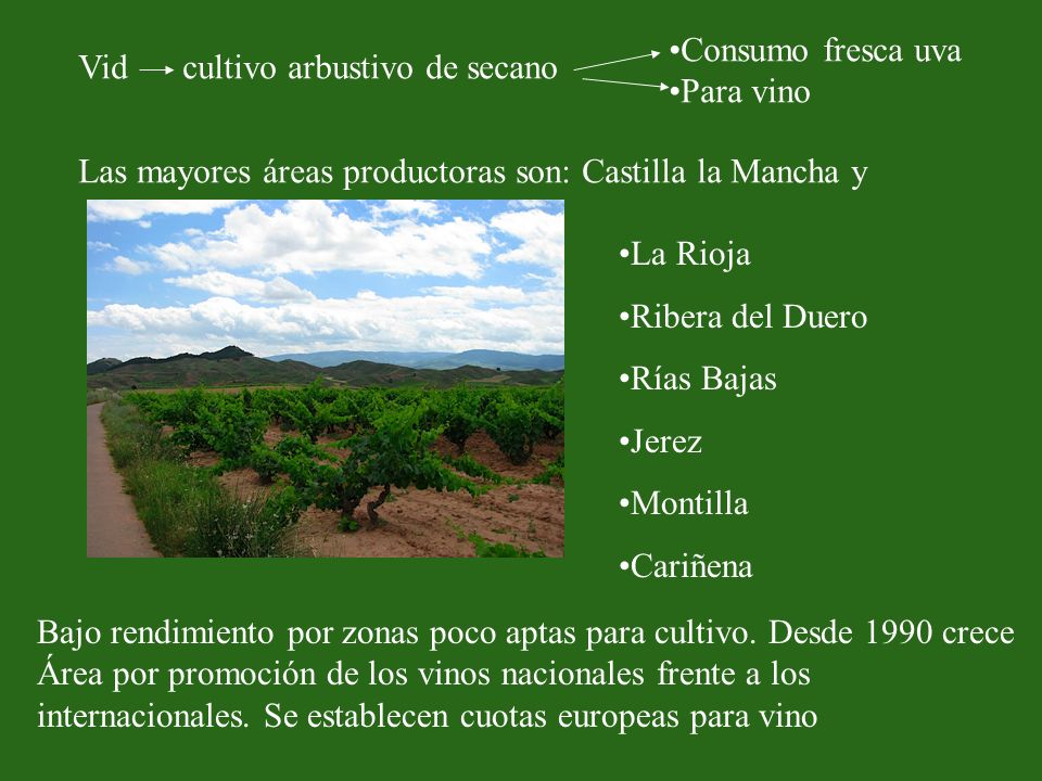 Consumo fresca uva Para vino. Vid cultivo arbustivo de secano. Las mayores áreas productoras son: Castilla la Mancha y.