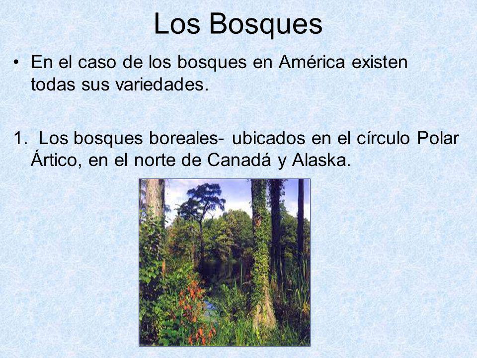 Los Bosques En el caso de los bosques en América existen todas sus variedades.