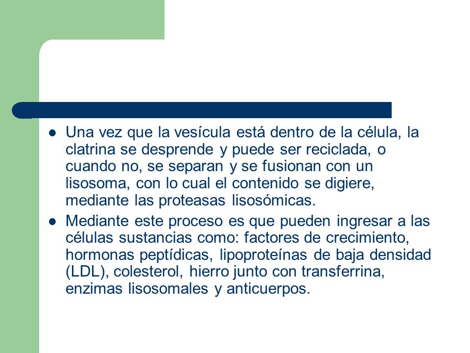 Una vez que la vesícula está dentro de la célula, la clatrina se desprende y puede ser reciclada, o cuando no, se separan y se fusionan con un lisosoma, con lo cual el contenido se digiere, mediante las proteasas lisosómicas.