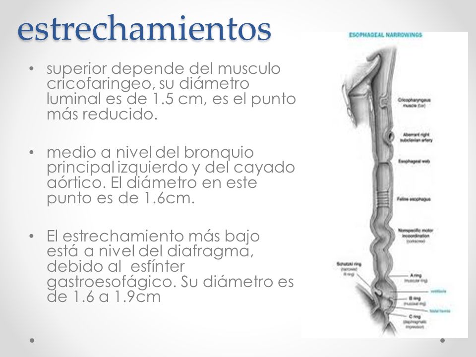 estrechamientos superior depende del musculo cricofaringeo, su diámetro luminal es de 1.5 cm, es el punto más reducido.