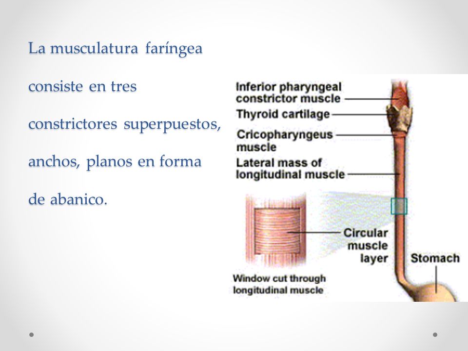 La musculatura faríngea consiste en tres constrictores superpuestos, anchos, planos en forma de abanico.