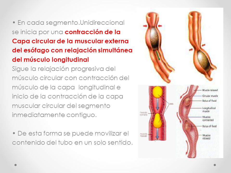 • En cada segmento.Unidireccional se inicia por una contracción de la Capa circular de la muscular externa del esófago con relajación simultánea del músculo longitudinal Sigue la relajación progresiva del músculo circular con contracción del músculo de la capa longitudinal e inicio de la contracción de la capa muscular circular del segmento inmediatamente contiguo.