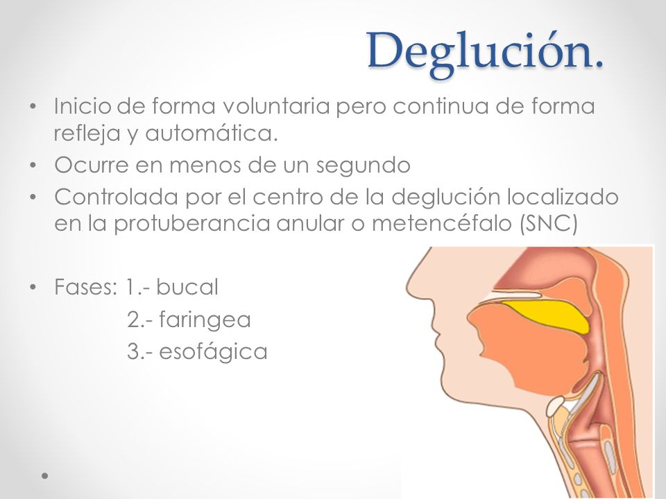Deglución. Inicio de forma voluntaria pero continua de forma refleja y automática. Ocurre en menos de un segundo.