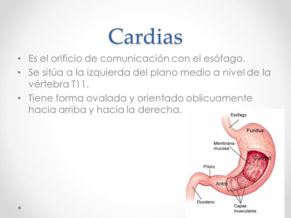 Cardias Es el orificio de comunicación con el esófago.