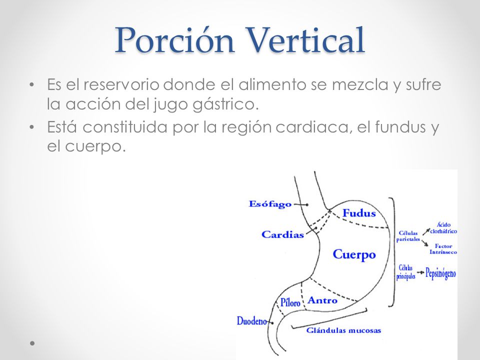 Porción Vertical Es el reservorio donde el alimento se mezcla y sufre la acción del jugo gástrico.
