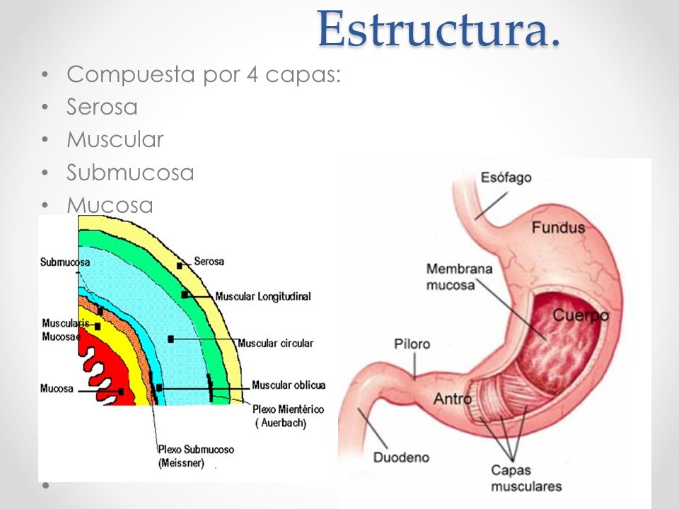 Estructura. Compuesta por 4 capas: Serosa Muscular Submucosa Mucosa