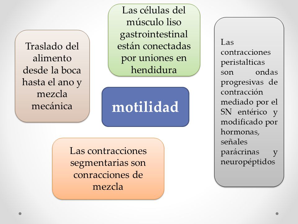 Las células del músculo liso gastrointestinal están conectadas por uniones en hendidura