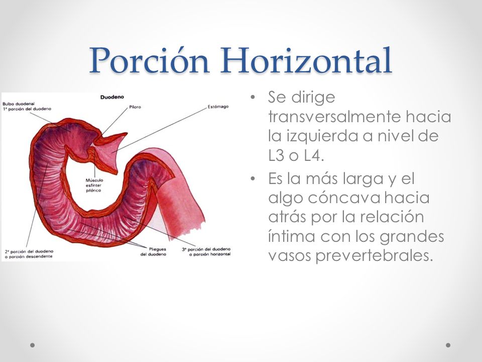 Porción Horizontal Se dirige transversalmente hacia la izquierda a nivel de L3 o L4.