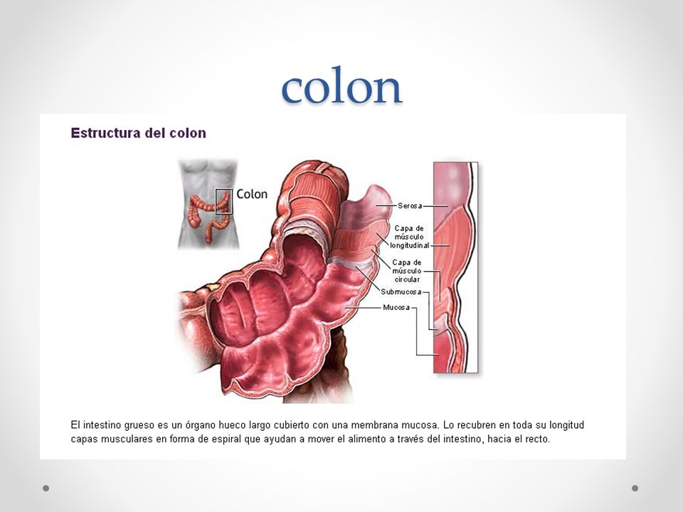 colon Principal función: absorción de agua, Na y otros minerales