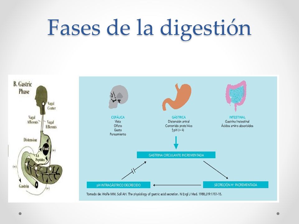 Fases de la digestión La fase cefálica se inicia desde la vista, olfato o gusto de los alimentos e inician los reflejos gastrointestinales.