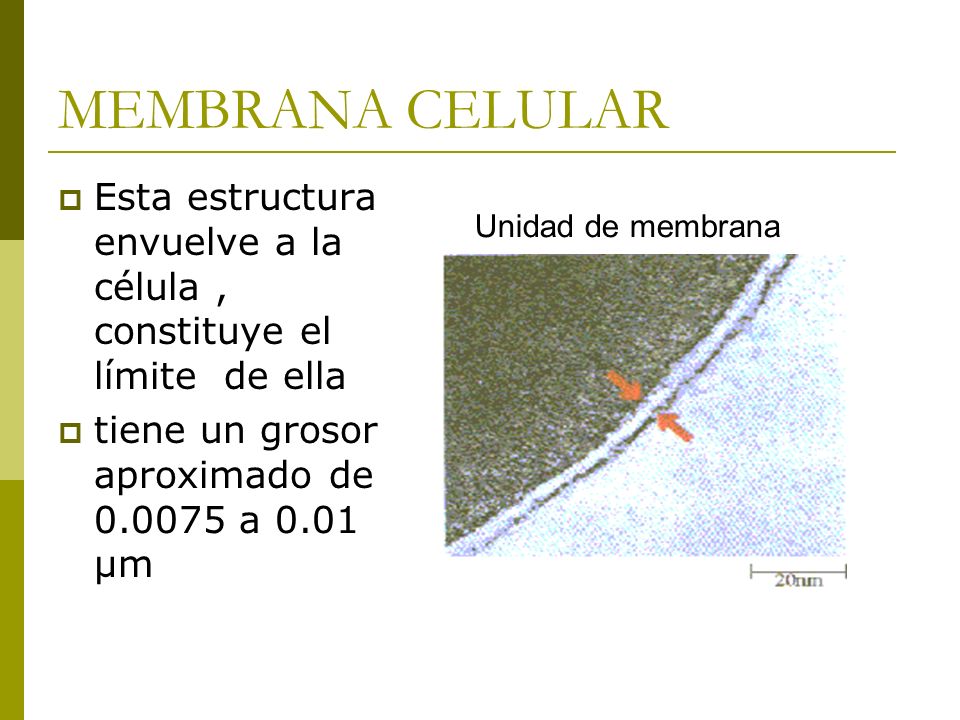 MEMBRANA CELULAR Esta estructura envuelve a la célula , constituye el límite de ella. tiene un grosor aproximado de a 0.01 µm.