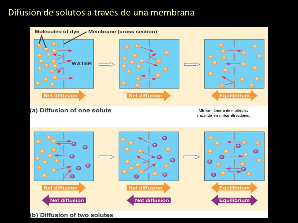 Difusión de solutos a través de una membrana