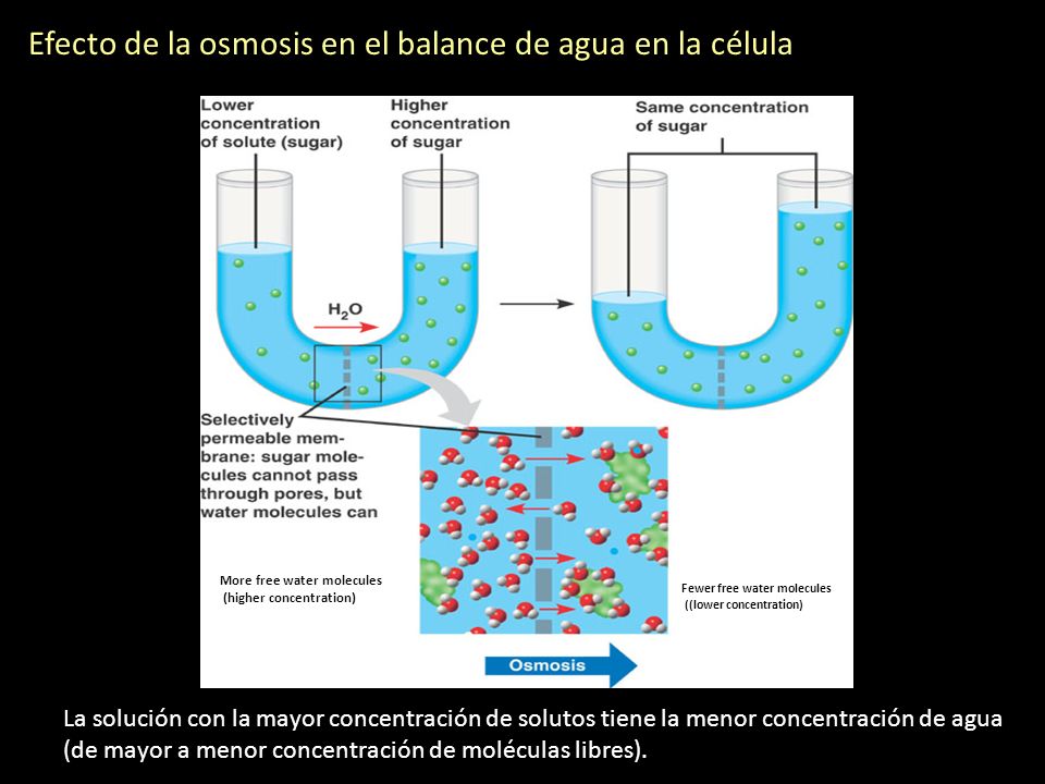 Efecto de la osmosis en el balance de agua en la célula