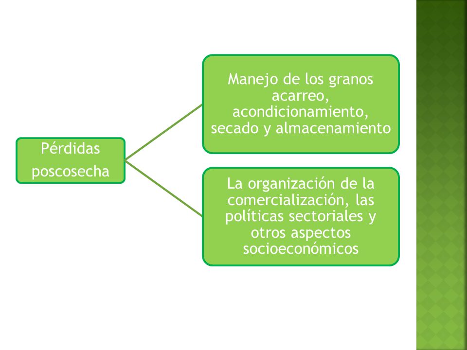poscosecha Pérdidas. Manejo de los granos acarreo, acondicionamiento, secado y almacenamiento.