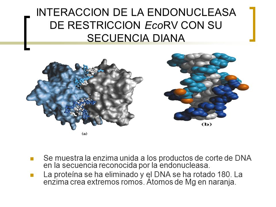 INTERACCION DE LA ENDONUCLEASA DE RESTRICCION EcoRV CON SU SECUENCIA DIANA