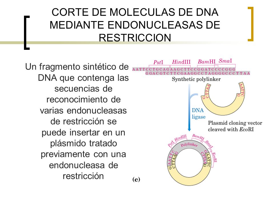 CORTE DE MOLECULAS DE DNA MEDIANTE ENDONUCLEASAS DE RESTRICCION