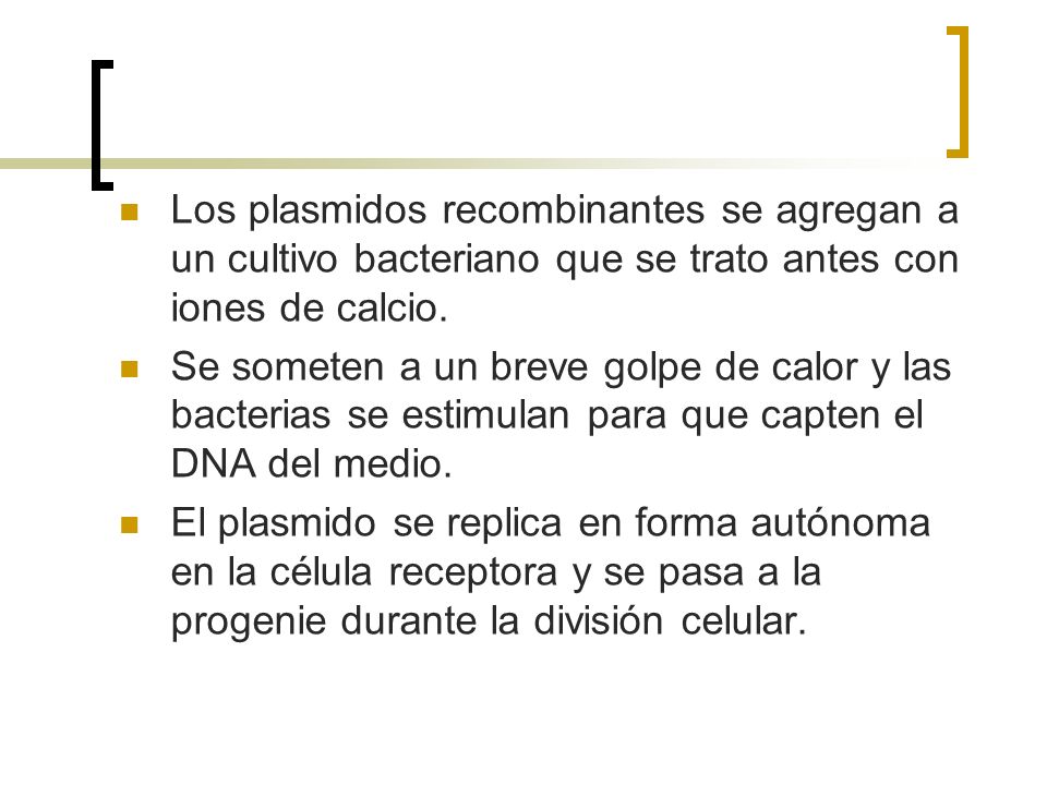 Los plasmidos recombinantes se agregan a un cultivo bacteriano que se trato antes con iones de calcio.