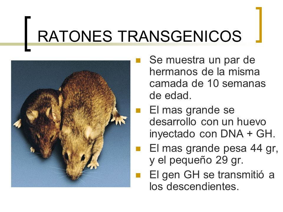 RATONES TRANSGENICOS Se muestra un par de hermanos de la misma camada de 10 semanas de edad.