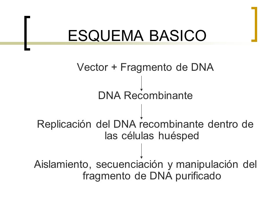 ESQUEMA BASICO Vector + Fragmento de DNA DNA Recombinante