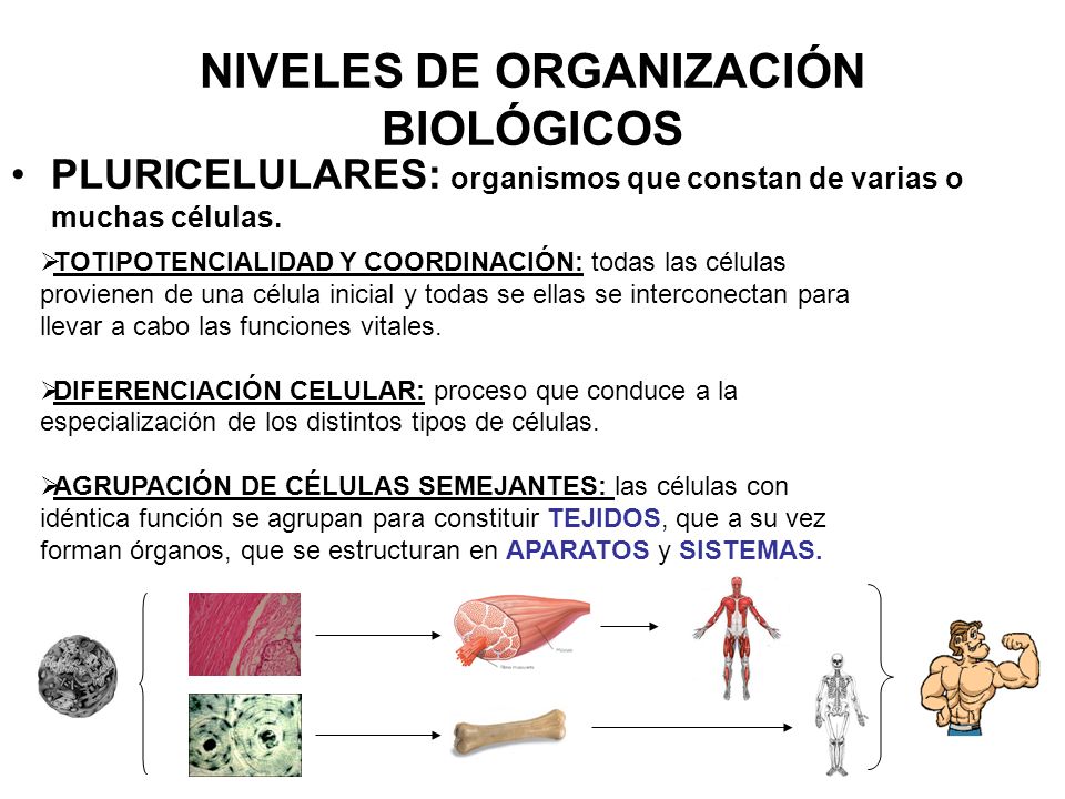 NIVELES DE ORGANIZACIÓN BIOLÓGICOS
