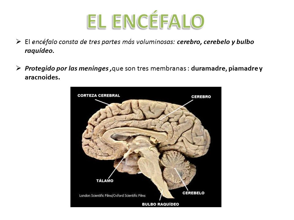 EL ENCÉFALO El encéfalo consta de tres partes más voluminosas: cerebro, cerebelo y bulbo raquídeo.