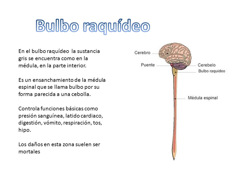En el bulbo raquídeo la sustancia gris se encuentra como en la médula, en la parte interior.