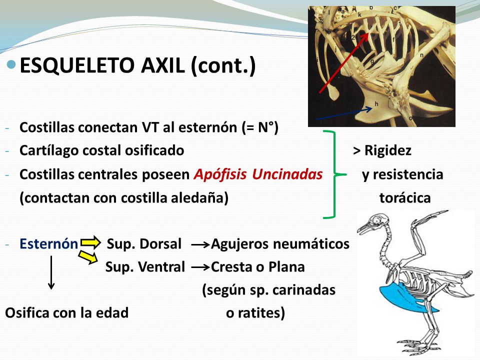 ESQUELETO AXIL (cont.) Costillas conectan VT al esternón (= N°)