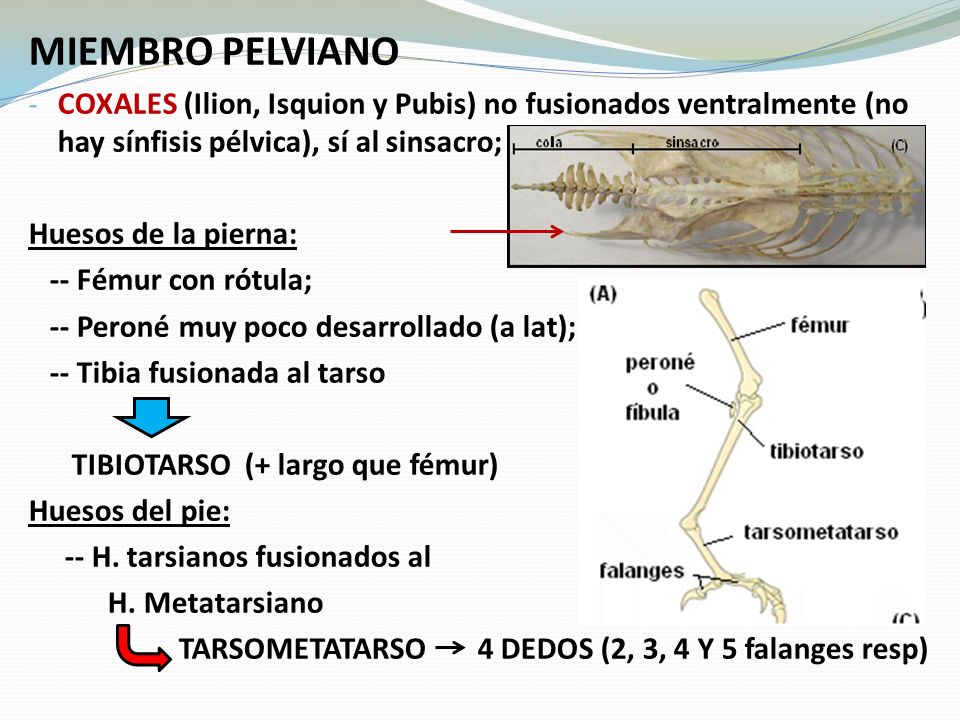 MIEMBRO PELVIANO COXALES (Ilion, Isquion y Pubis) no fusionados ventralmente (no hay sínfisis pélvica), sí al sinsacro;