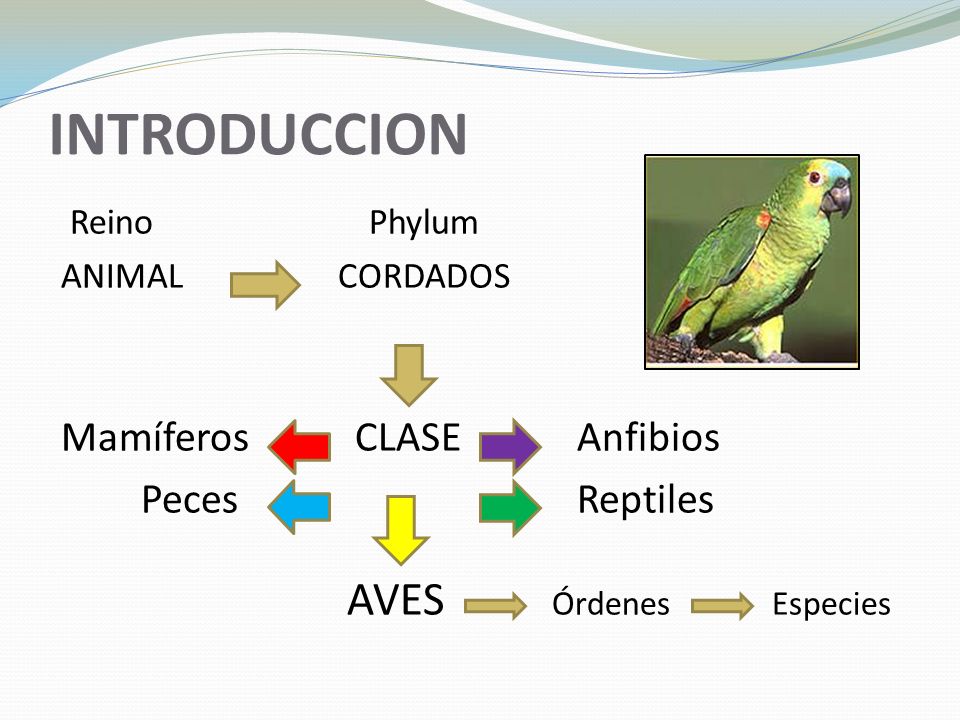INTRODUCCION AVES Órdenes Especies Peces Reptiles ANIMAL CORDADOS