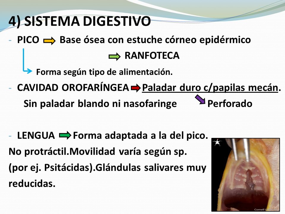4) SISTEMA DIGESTIVO PICO Base ósea con estuche córneo epidérmico