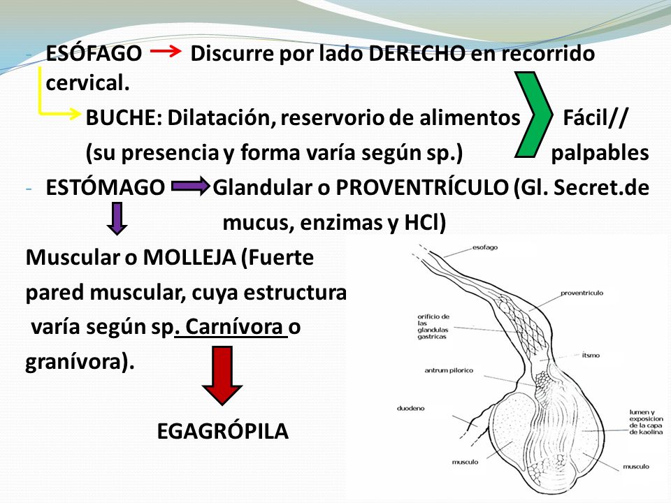 ESÓFAGO Discurre por lado DERECHO en recorrido cervical.