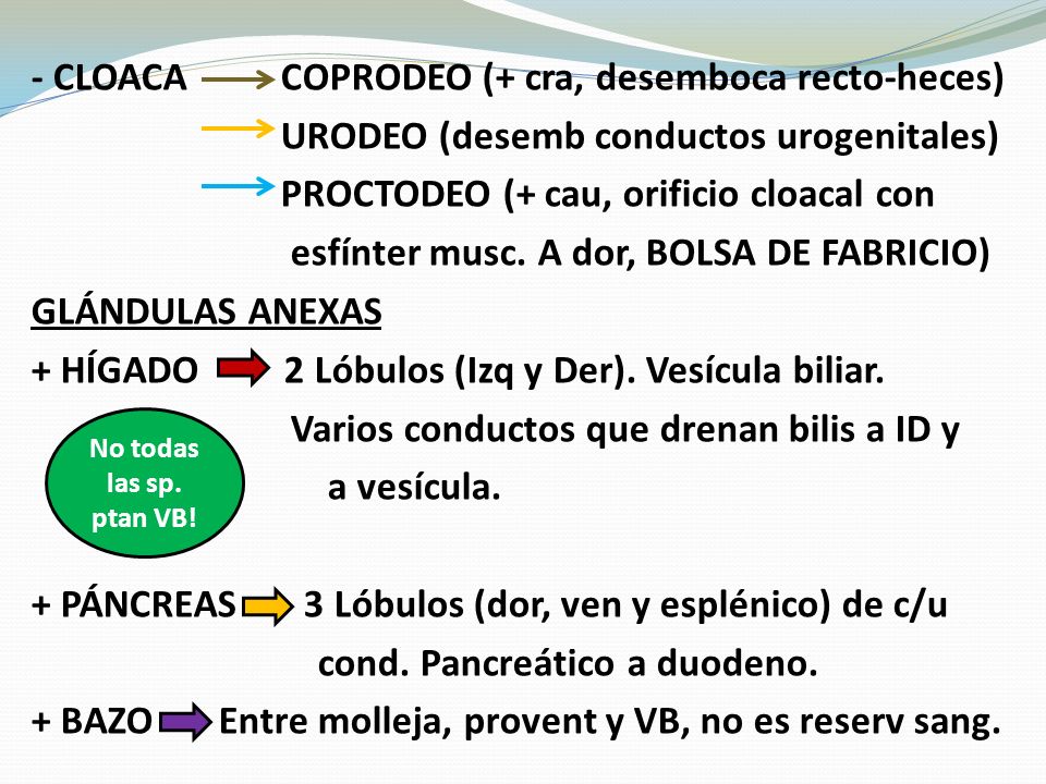 - CLOACA COPRODEO (+ cra, desemboca recto-heces) URODEO (desemb conductos urogenitales) PROCTODEO (+ cau, orificio cloacal con esfínter musc. A dor, BOLSA DE FABRICIO) GLÁNDULAS ANEXAS + HÍGADO 2 Lóbulos (Izq y Der). Vesícula biliar. Varios conductos que drenan bilis a ID y a vesícula. + PÁNCREAS 3 Lóbulos (dor, ven y esplénico) de c/u cond. Pancreático a duodeno. + BAZO Entre molleja, provent y VB, no es reserv sang.