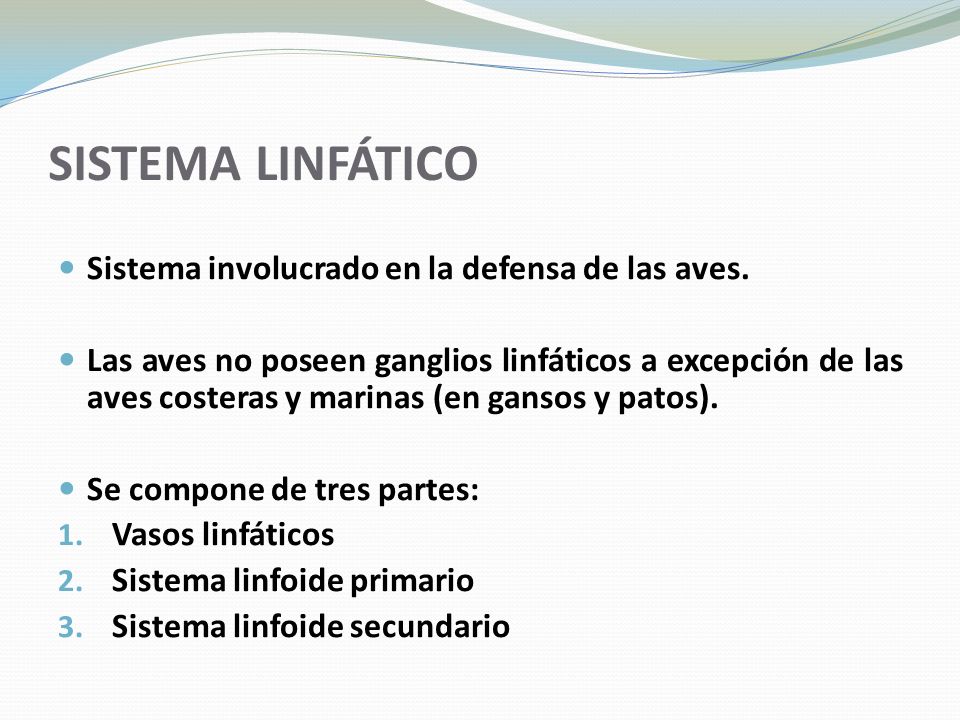 SISTEMA LINFÁTICO Sistema involucrado en la defensa de las aves.