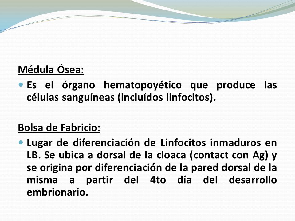 Médula Ósea: Es el órgano hematopoyético que produce las células sanguíneas (incluídos linfocitos).