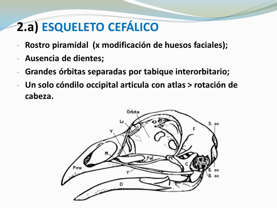 2.a) ESQUELETO CEFÁLICO Rostro piramidal (x modificación de huesos faciales); Ausencia de dientes;