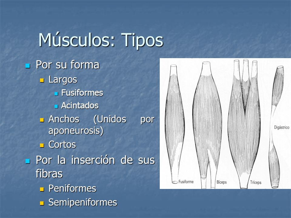 Músculos: Tipos Por su forma Por la inserción de sus fibras Largos