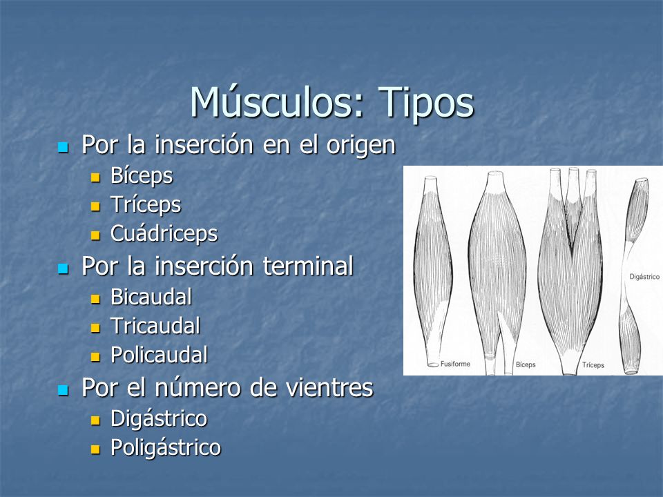 Músculos: Tipos Por la inserción en el origen