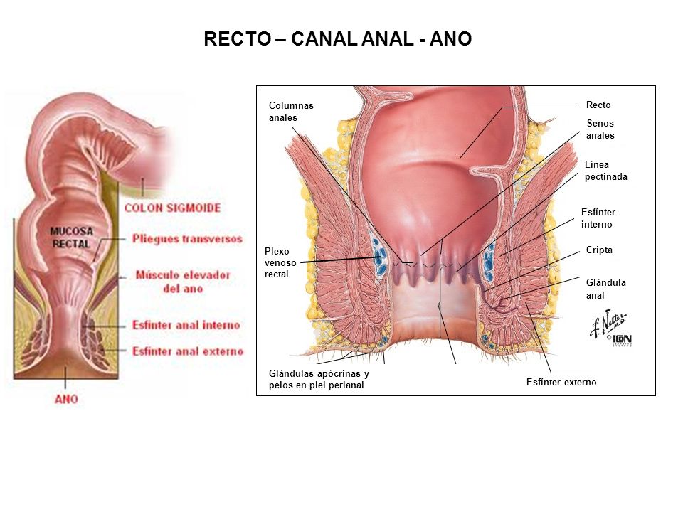RECTO – CANAL ANAL - ANO Columnas Recto Senos anales Línea pectinada