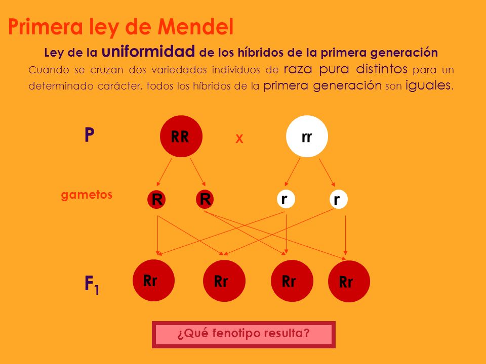 Ley de la uniformidad de los híbridos de la primera generación