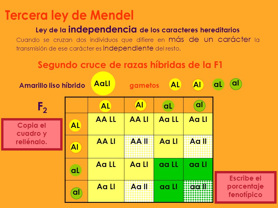 Tercera ley de Mendel F2 Segundo cruce de razas híbridas de la F1 AaLl