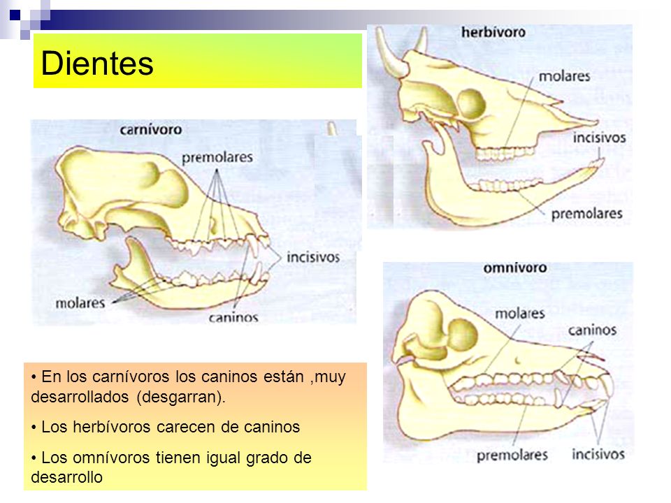 Dientes En los carnívoros los caninos están ,muy desarrollados (desgarran). Los herbívoros carecen de caninos.